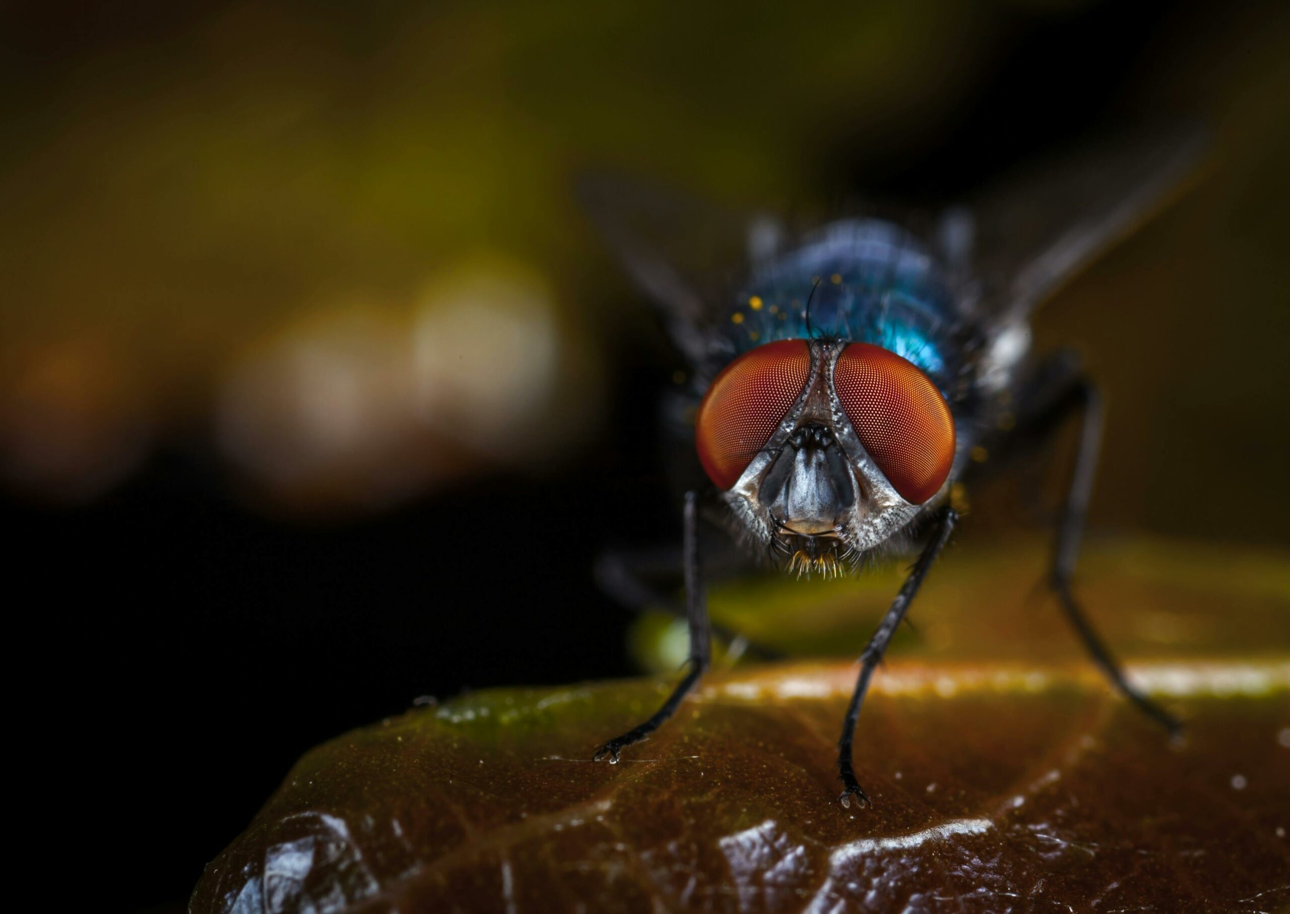 Makrofotografie Der Fliege Thront Auf Braunem Blatt