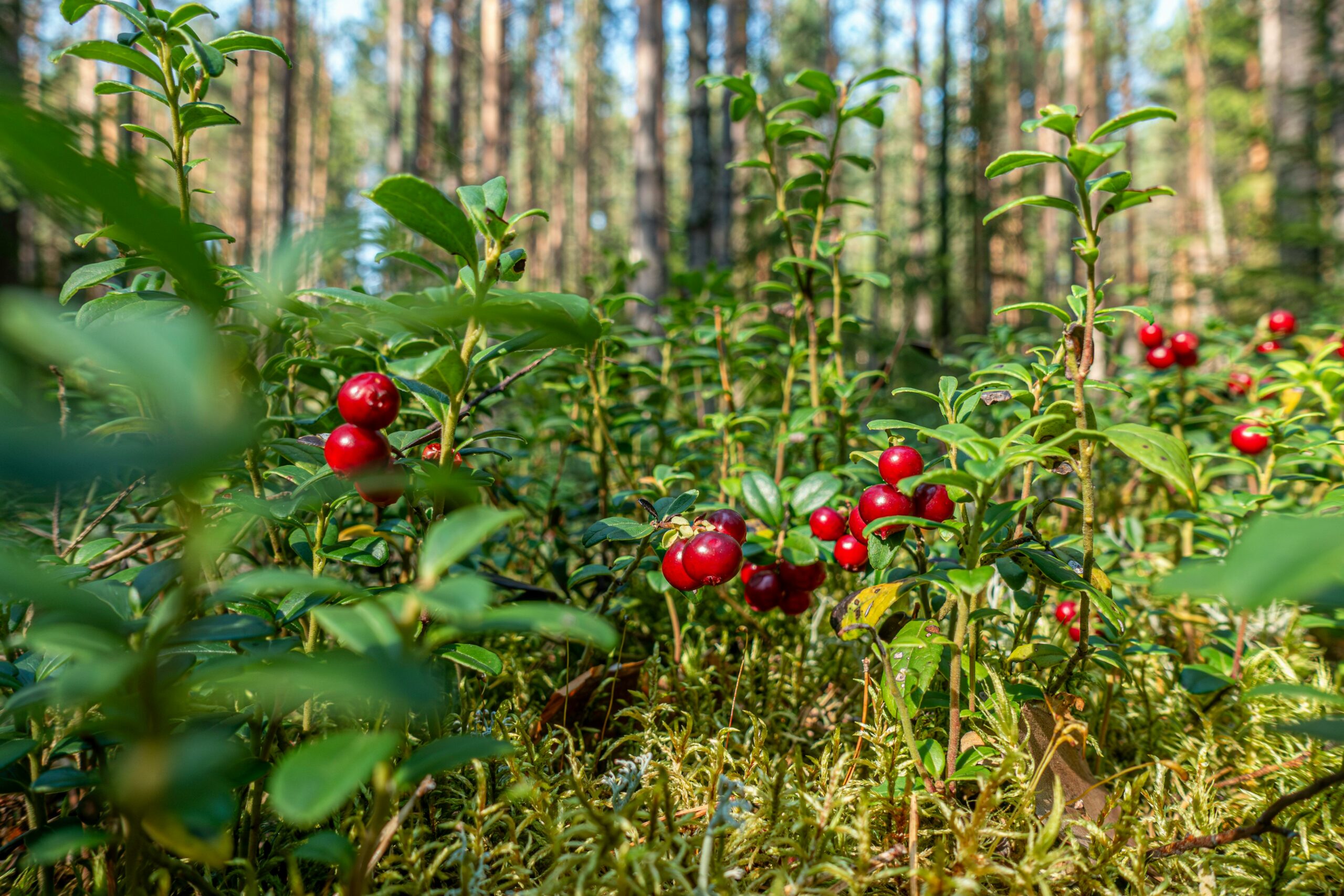 Kostenloses Stock Foto zu beere, beeren pflücken, beeren rezepte