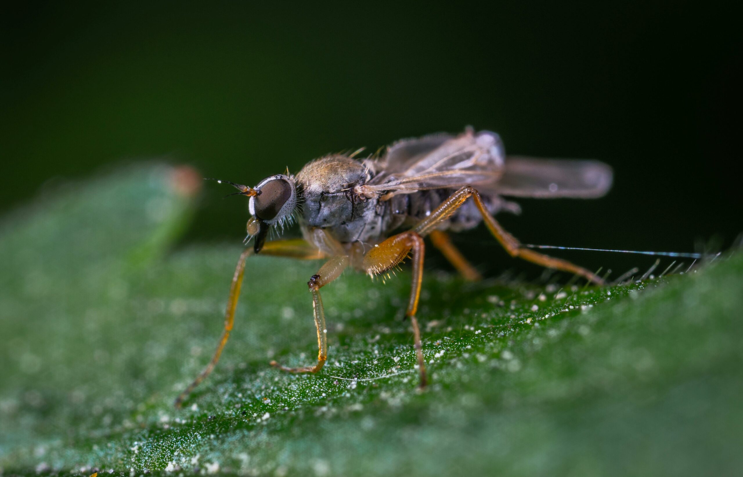 Braune Schwebfliege Auf Grünem Blatt